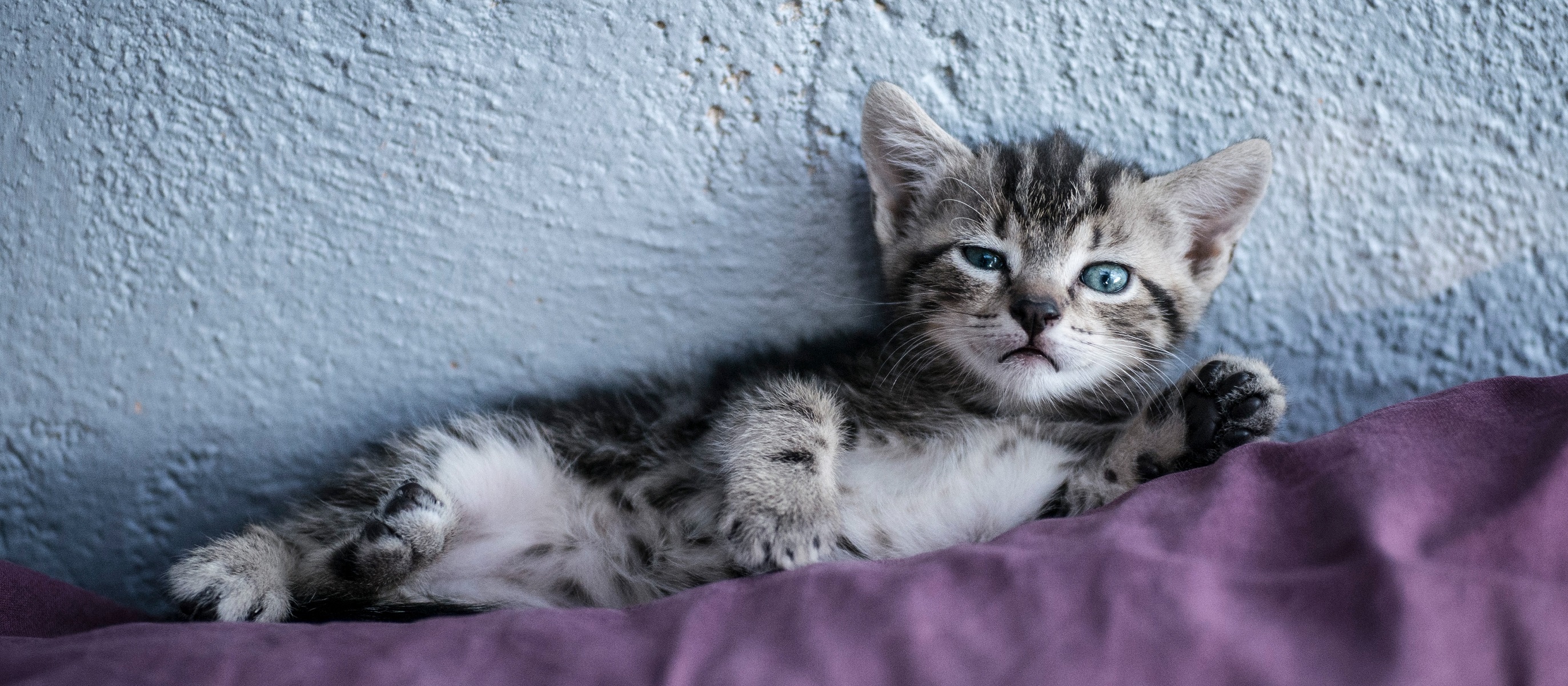 Upside down kitten
