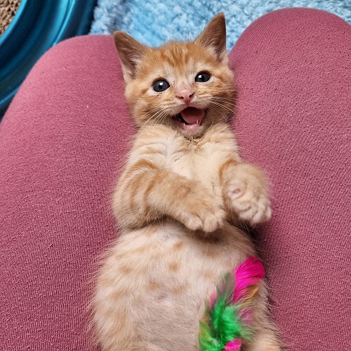cute kitten