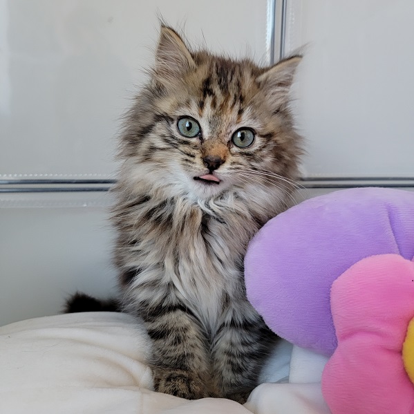 cute kitten